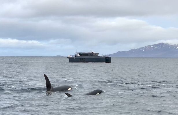 Luxury Whale Watching From Tromso - Small group and local guide