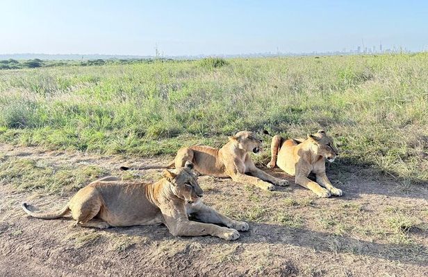 Nairobi: Half-Day Game Drive at Nairobi National Park