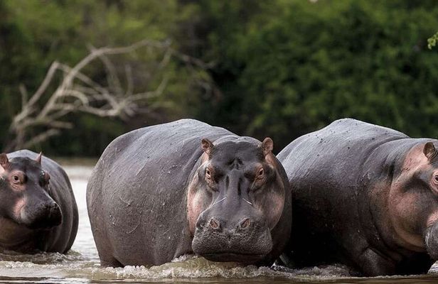 Hippos Watching Tour