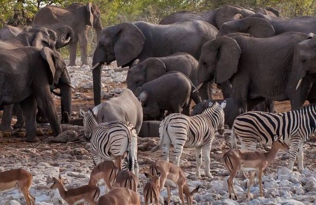 Thrilling Adventures in Namibia Etosha to Sossusvlei in 6 Days