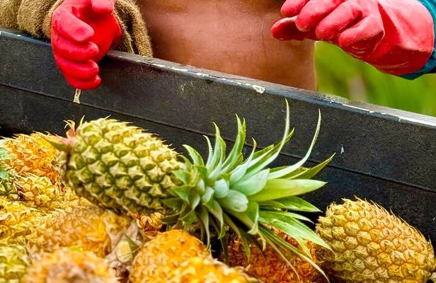 Bora Bora Gourmet Odyssey - Food Tour