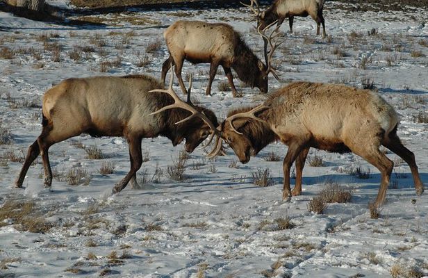Grand Teton National Park Private Sunrise Tour