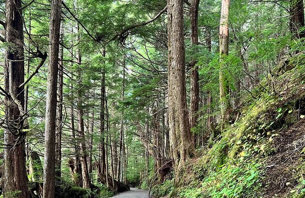 Beautiful Nature Walk On Ketchikan's Ward Creek Trail