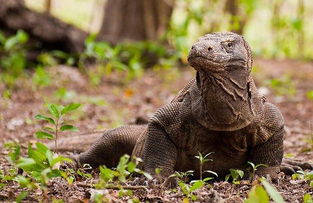 Komodo Island Adventure from Bali (Day Trip)