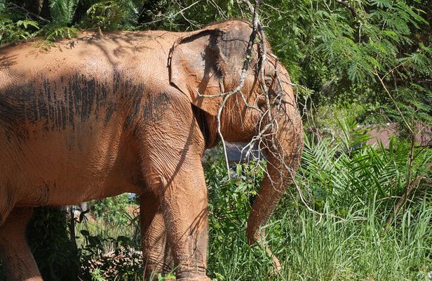 Half-Day Highlight with Elephants (NO-Touching) in Ao Nang