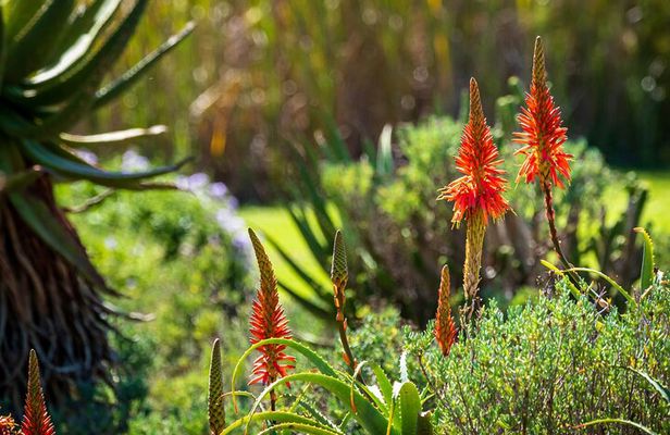 Spectacular Table Mountain & Kirstenbosch Gardens