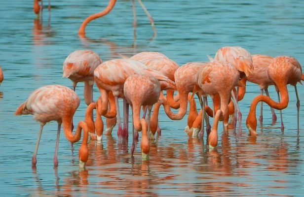 Celestún Mangrove Exploration & Beach Escape from Mérida