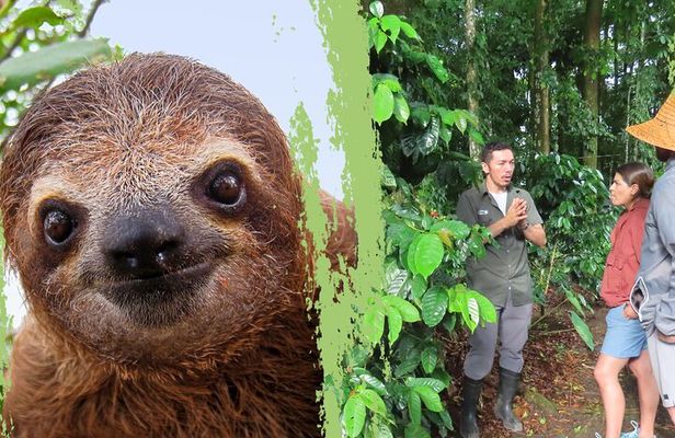 Sloths Observation and Coffee, Chocolate, Sugarcane Experience