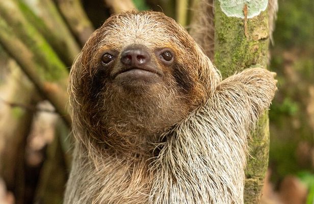 Sloths Observation and Coffee, Chocolate, Sugarcane Experience