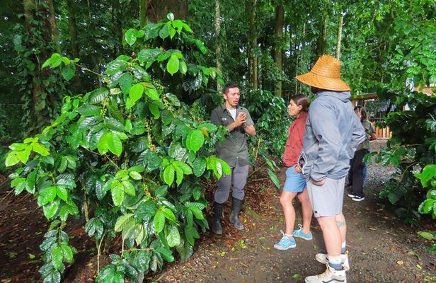 Coffee, Chocolate and Sugarcane Tour La Fortuna