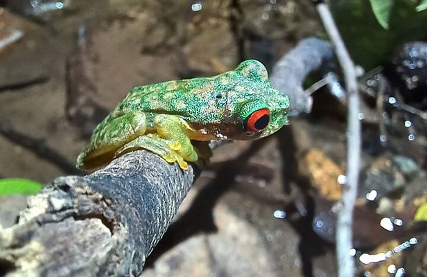Monteverde Night Tour in the Forests