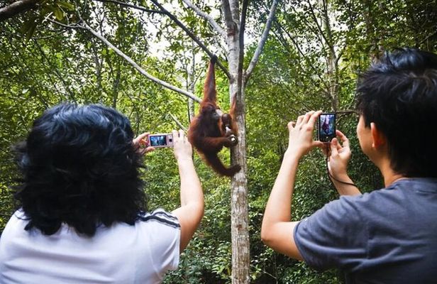 Sarawak Orangutan Semenggoh Wildlife Centre Tour