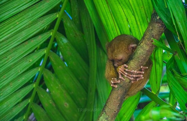 Shared Bohol Countryside Highlights Tour
