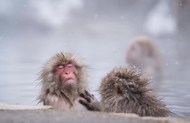 Snow Monkey, Hokusai & Sake: A Perfect Day in Nagano