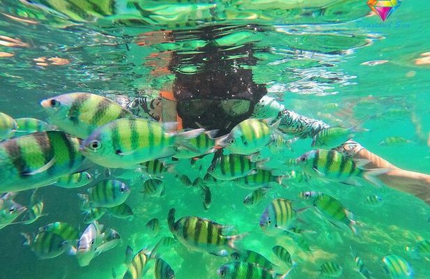 Half Day 3 Khai Island Tour Snorkeling Swimming Adventure Phuket
