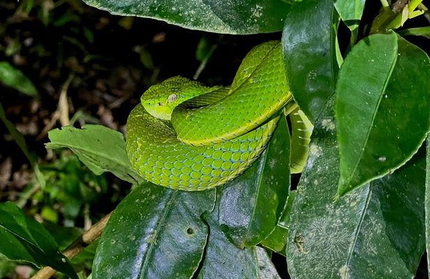 Nighttime Exploration in the Monteverde Cloud Forest