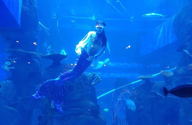 Half Day Tour Jakarta Aquarium and Pantai Indah Kapuk Jakarta