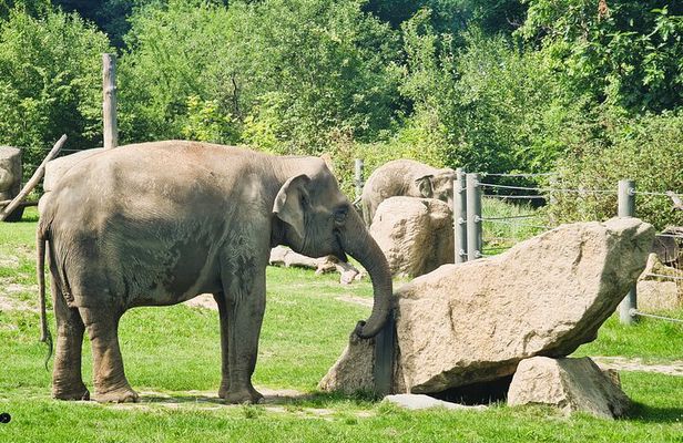 Prague Zoo Admission Ticket with Transfer and Audio Guide