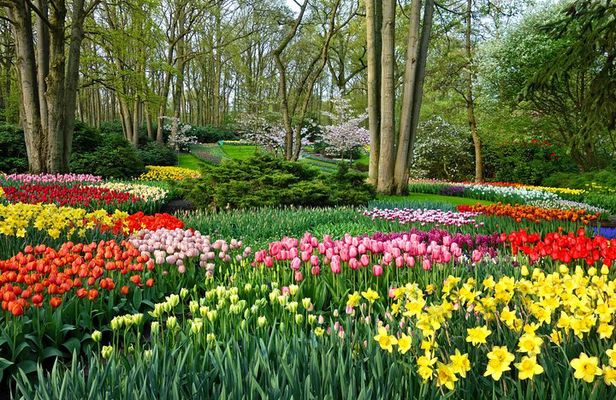 From Amsterdam - Private Keukenhof Garden Tour (Skip-the-line)