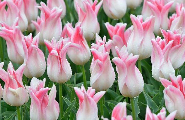 From Amsterdam - Private Keukenhof Garden Tour (Skip-the-line)