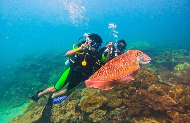 Phuket Scuba Diving Maiton Private Island Small Group or Snorkel