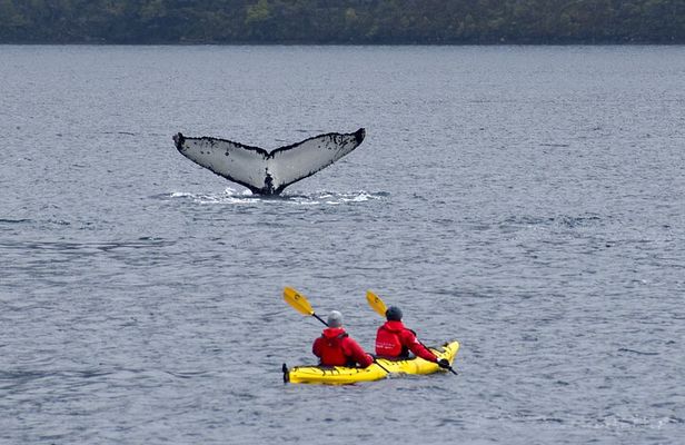 Kayaking with Whales and Wildlife Watching From Punta Arenas