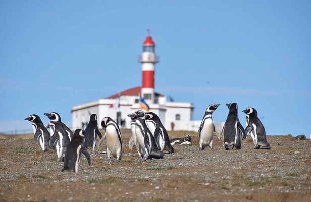 Magdalena Island Penguin Boat Tour and Marta Island