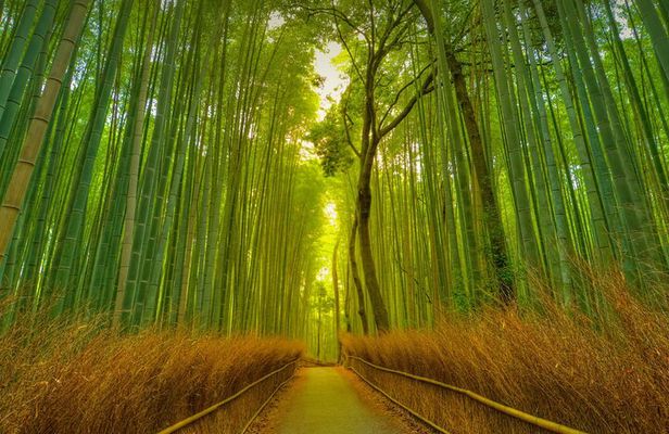 Kyoto Exclusive Private Tour with Vehicle & Professional Guide