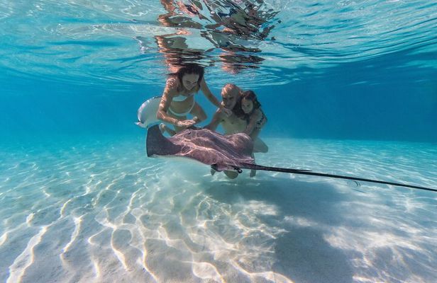 Snorkeling Tour in Moorea Aquatic Adventure Half Day