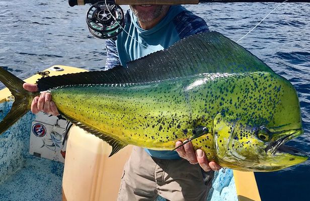 Baja Fishing Dream Roosterfish Dorado Marlin Yellowtail Tuna