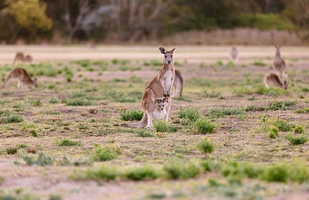 Gold Coast Day Tour From Brisbane