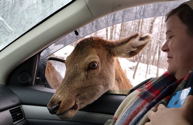 Montreal: Omega Park Canadian Wildlife Safari Adventure