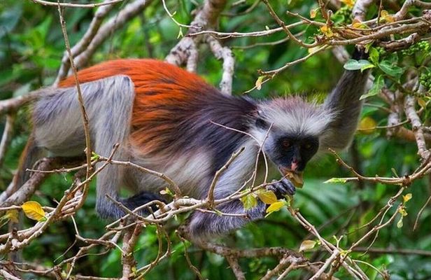 Zanzibar Half Day Trip on Jozani Forest