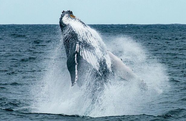 Hermanus Whale Watching and Wine Tasting