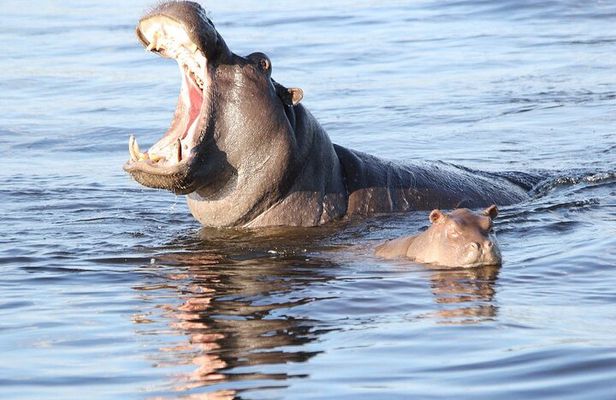 1 Night 2 Days Mokoro Overnight Tour Okavango Delta