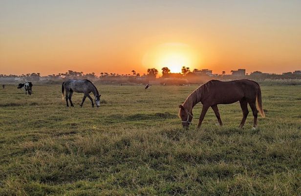 Luxor Horse Adventure Tour in West Bank