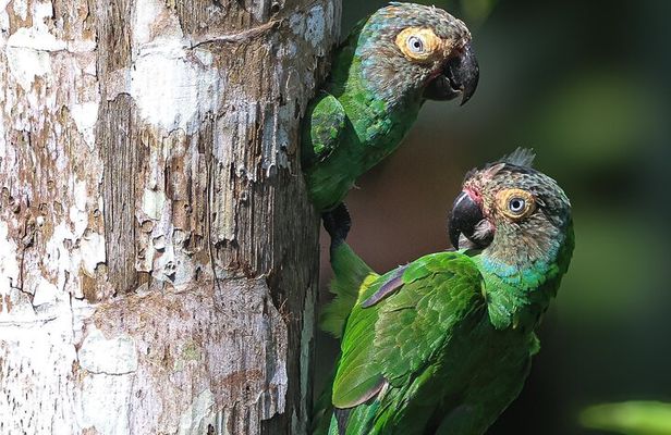 From the Andes to the Amazon of Ecuador 6 days tour all included