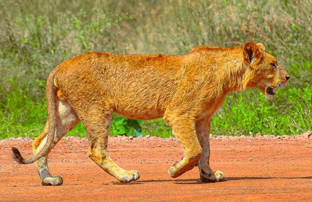 Nairobi National Park Half-day Game Drive