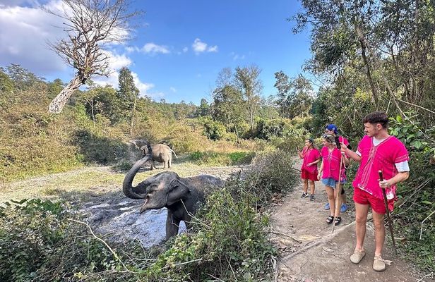 Elephant Watching and Thai Cooking Class with Waterfall