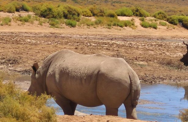 Sunset Aquila Big 5 Game Reserve Safari with Ticket and Snacks