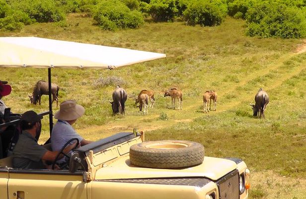 Schotia Private Game African Safari Guided Tour
