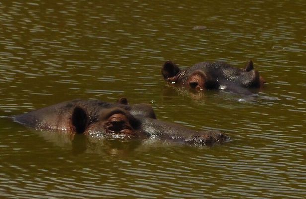 Schotia Private Game African Safari Guided Tour