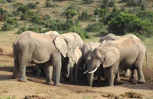 Addo Elephant National Park Full Day Safari All-Inclusive
