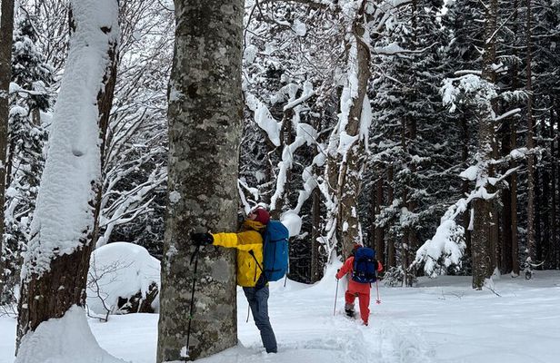 EN/CN Guided Snowshoeing and Snow Monkey Tour in Nagano