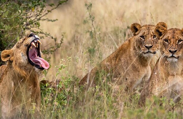 Nairobi National Park And Giraffe Centre