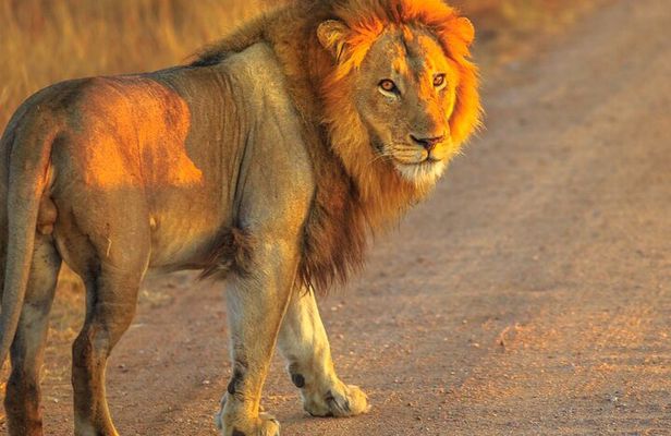 Cape Town : Aquila Safari Big 5 Tour