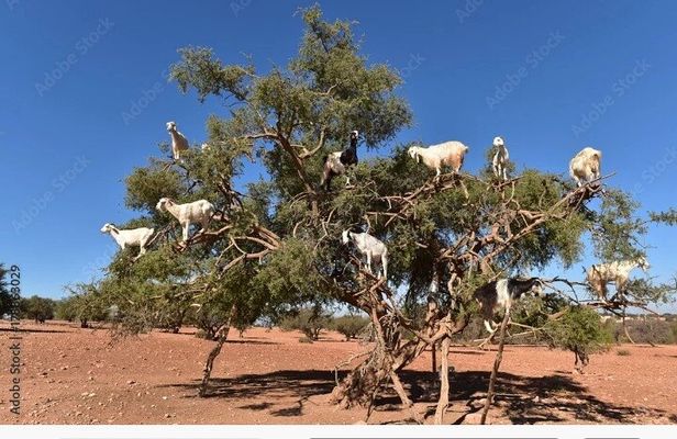 Agadir Private Tour With Pick Up From The Cruise Ship