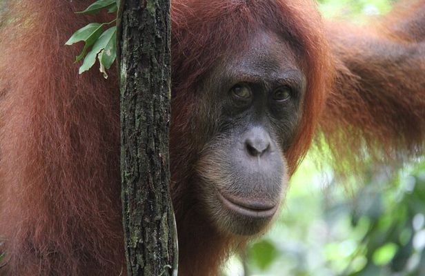 2 day Sumatra Orangutan Jungle Trek Tour Medan - Bukit Lawang