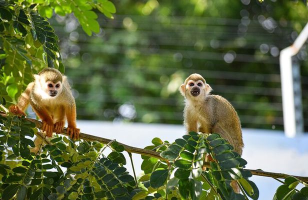 Monkey Encounter and Zip Line Tour from Amber Cove and Taino Bay