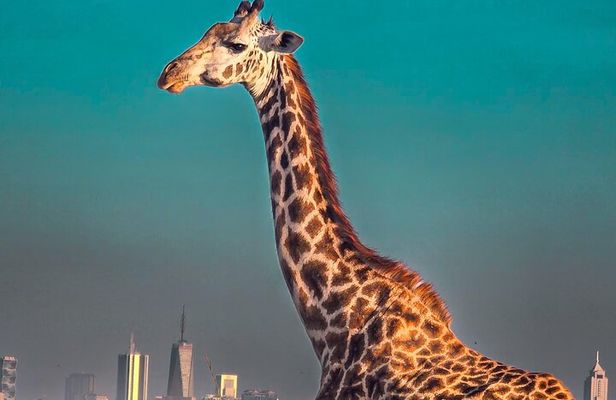 Wildlife Capital: Half-Day Safari at Nairobi National Park